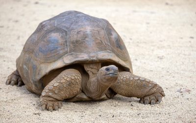 Stop Kicking the Turtle! Or How to Let Yourself Grieve